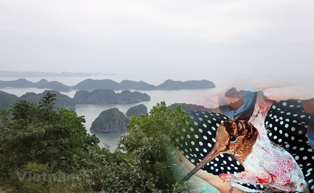 Le Vietnam déterminé à éliminer tous les actes nuisibles des oiseaux migrateurs